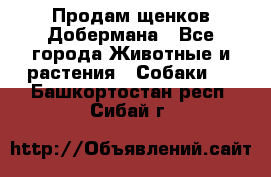 Продам щенков Добермана - Все города Животные и растения » Собаки   . Башкортостан респ.,Сибай г.